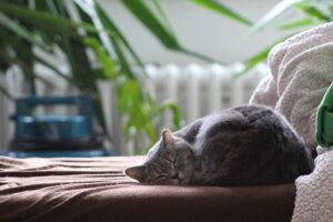 Do Cats get Heatstroke